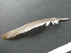 Passer domesticus