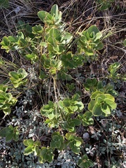 Coprosma serrulata