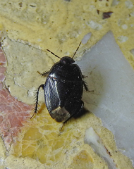 Macroscytus brunneus