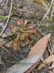 Drosera spatulata