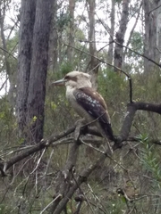 Dacelo novaeguineae novaeguineae