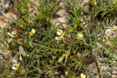 Carrichtera annua