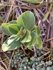 Coprosma serrulata