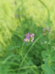 Medicago sativa