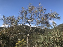 Eucalyptus cosmophylla