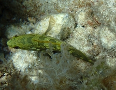 Epinephelus marginatus