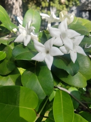 Stephanotis floribunda