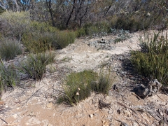 Thelymitra epipactoides