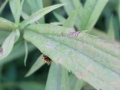 Psyllobora vigintiduopunctata