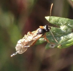Pimpla rufipes