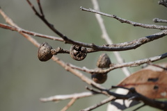 Eucalyptus cosmophylla