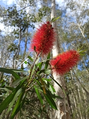 Melaleuca pachyphylla