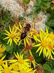 Eristalis