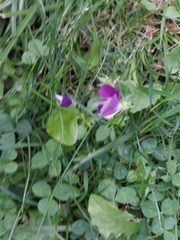 Viola tricolor