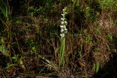 Spiranthes arcisepala