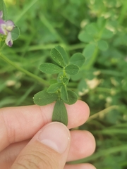 Medicago sativa