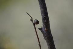 Eucalyptus cosmophylla