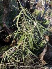 Olearia lacunosa
