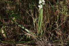 Spiranthes arcisepala