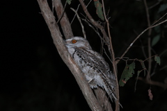 Podargus strigoides