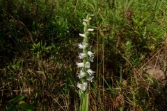 Spiranthes arcisepala