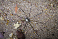 Dolomedes mizhoanus