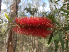 Melaleuca pachyphylla