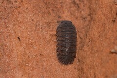 Armadillidae