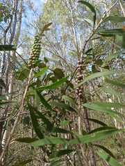 Melaleuca pachyphylla