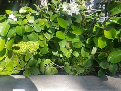 Stephanotis floribunda