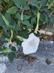 Datura