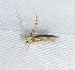 Stathmopoda