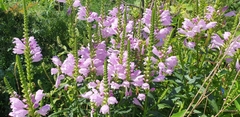 Physostegia virginiana