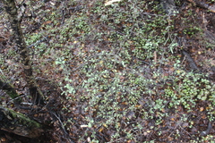 Elaeocarpus hookerianus