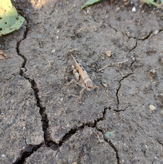 Acrotylus insubricus