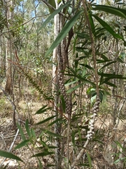 Melaleuca pachyphylla