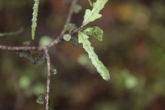 Elaeocarpus hookerianus