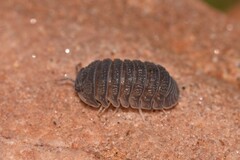 Armadillidae