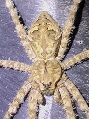 Dolomedes albineus