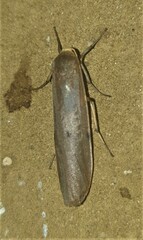 Noctuoidea