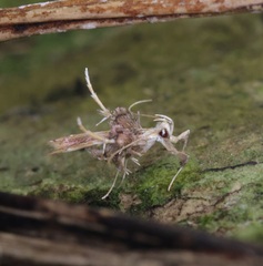 Ashibusa