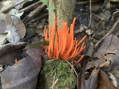 Clavulinopsis