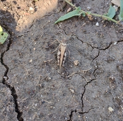 Acrotylus insubricus