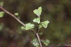 Elaeocarpus hookerianus