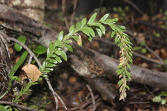 Tmesipteris tannensis