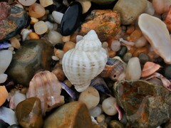 Coralliophila squamosissima