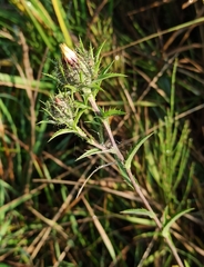Carlina biebersteinii