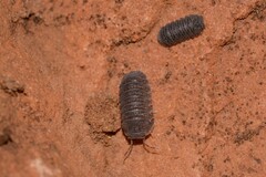 Armadillidae