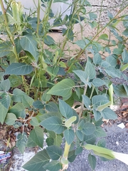 Datura
