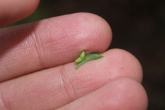 Tmesipteris tannensis